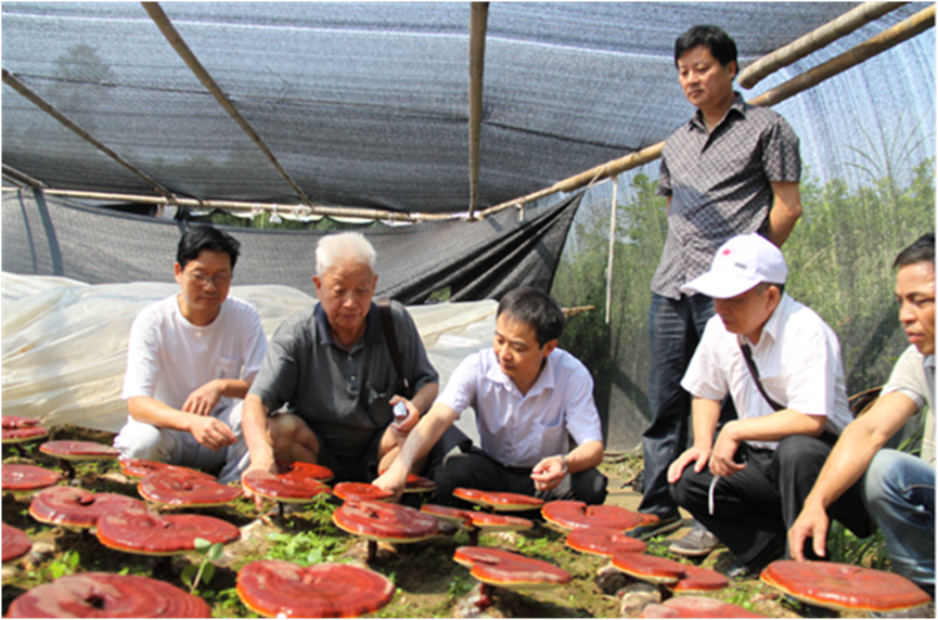 杭州亞運會官方靈芝產品供應商|杭州亞運會官方供應商|中國靈芝十大品牌|仙客來靈芝|仙客來靈芝破壁孢子粉|仙客來孢子油|仙客來靈芝飲片|仙客來破壁孢子粉|靈芝孢子油|孢子粉|靈芝破壁孢子粉|靈芝|中華老字號