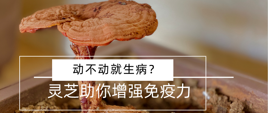 杭州亞運會官方靈芝產(chǎn)品供應(yīng)商|杭州亞運會官方供應(yīng)商|中國靈芝十大品牌|仙客來靈芝|仙客來靈芝破壁孢子粉|仙客來孢子油|仙客來靈芝飲片|仙客來破壁孢子粉|靈芝孢子油|孢子粉|靈芝破壁孢子粉|靈芝|中華老字號